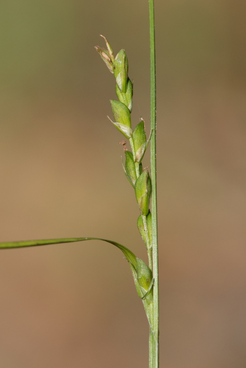 Ravine Sedge photo 3
