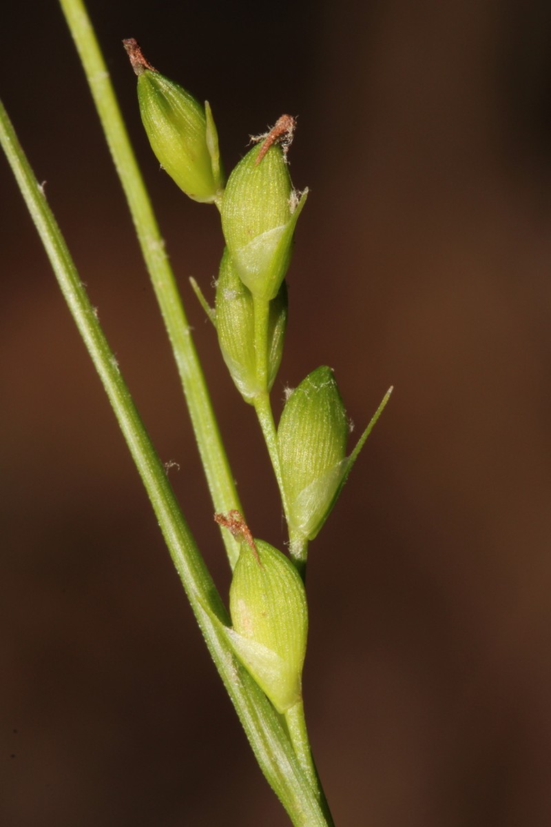 Ravine Sedge photo 4