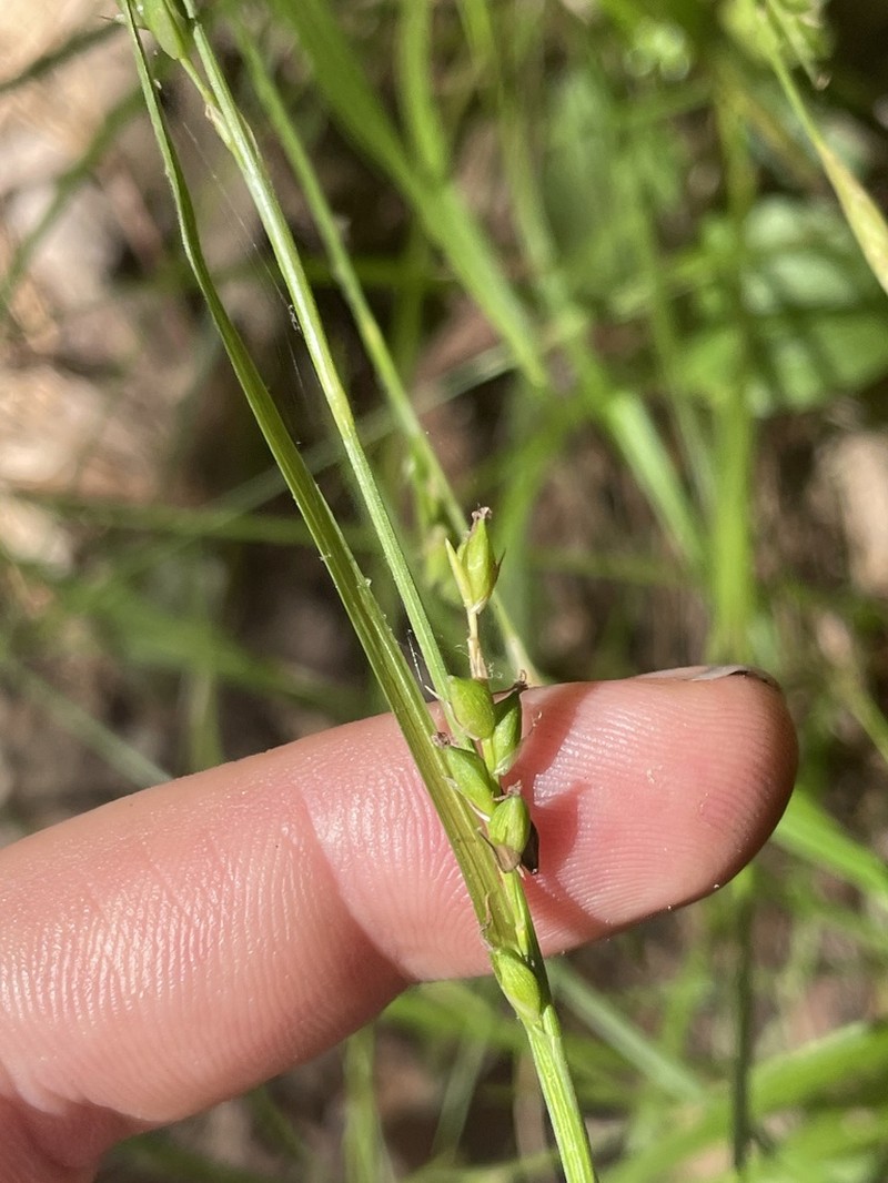 Ravine Sedge photo 5
