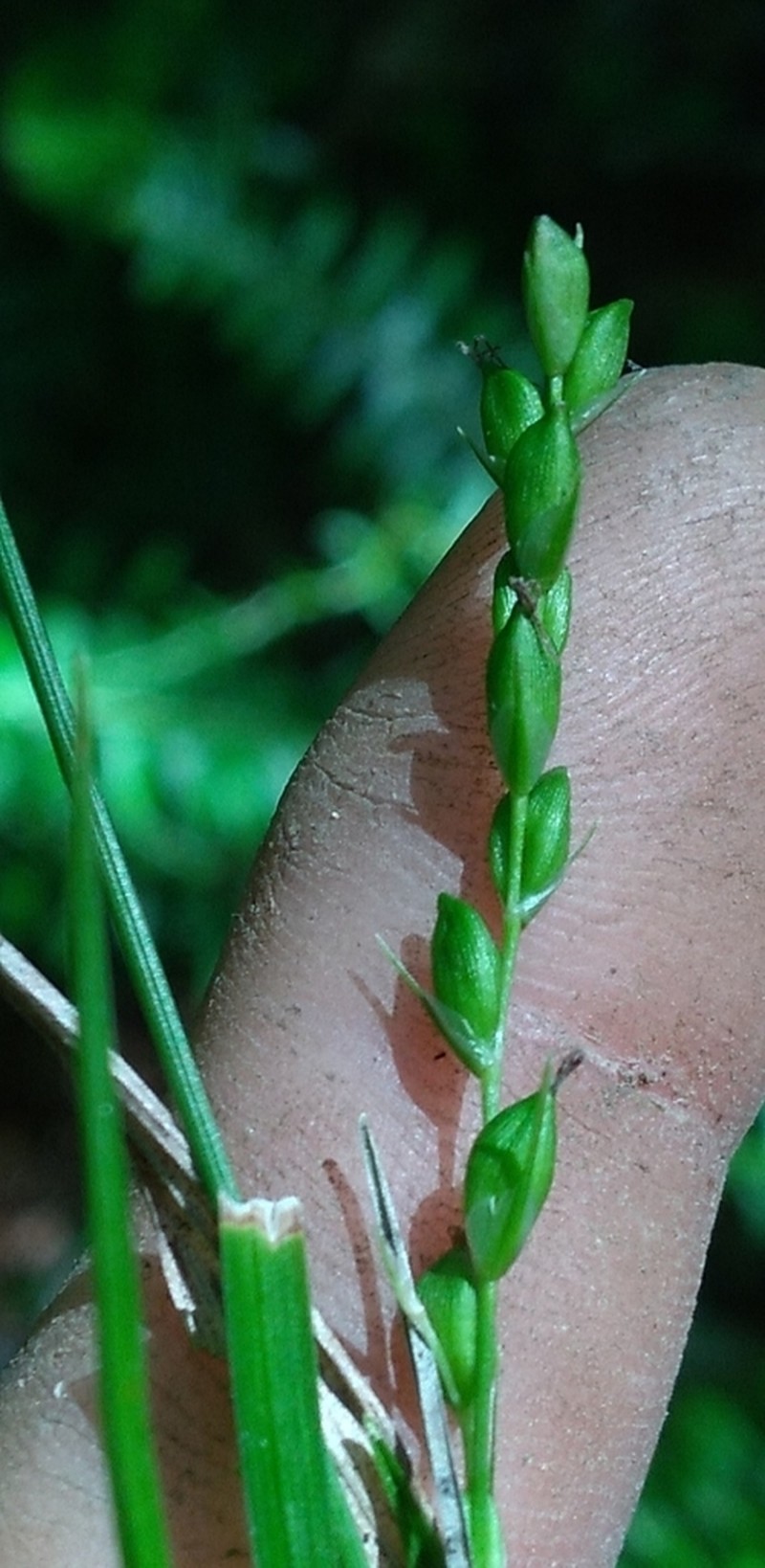 Ravine Sedge photo 6