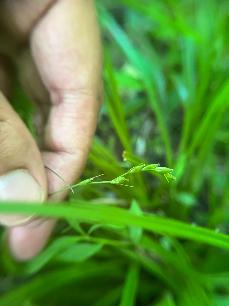 Ravine Sedge photo 7