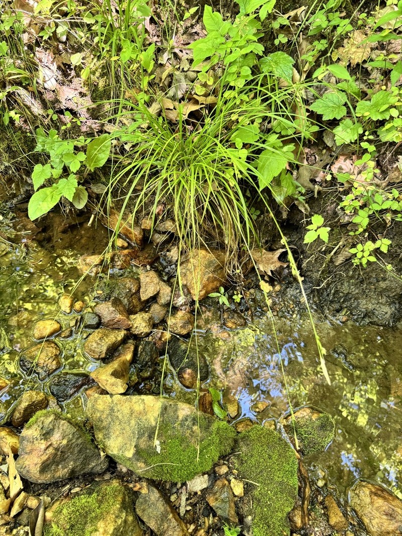 Ravine Sedge photo 8