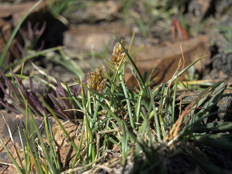 Coastal Sand Sedge photo 2