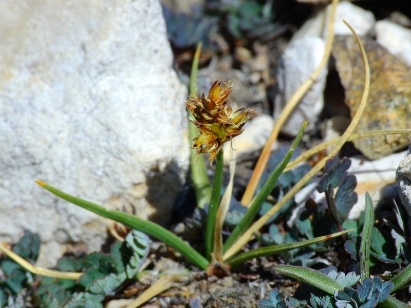 Coastal Sand Sedge photo 3