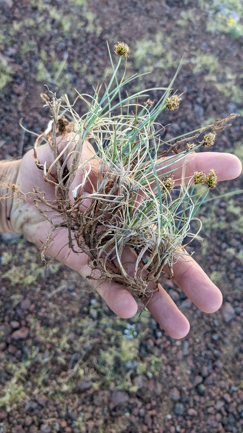Coastal Sand Sedge photo 4