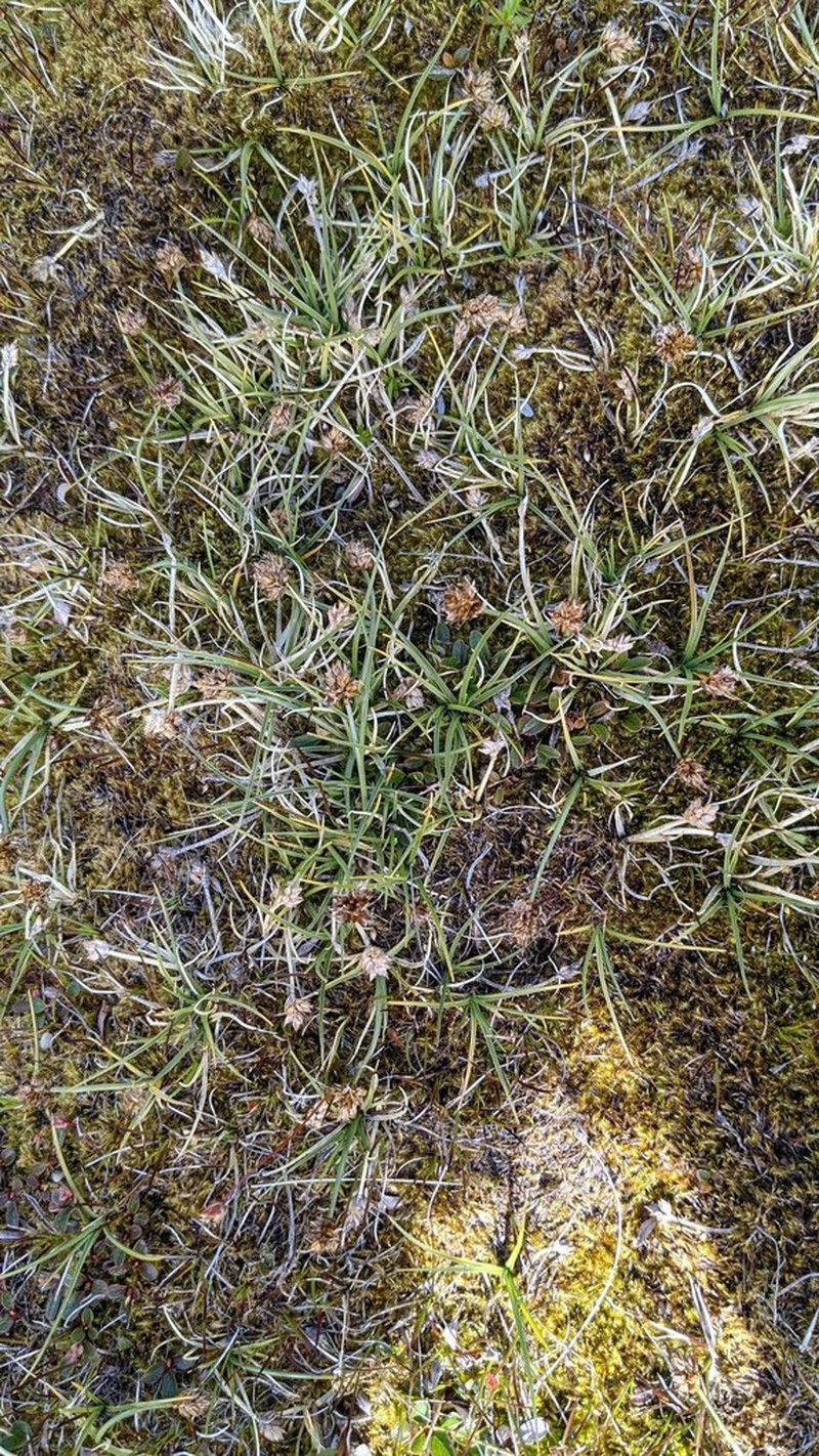 Coastal Sand Sedge photo 5