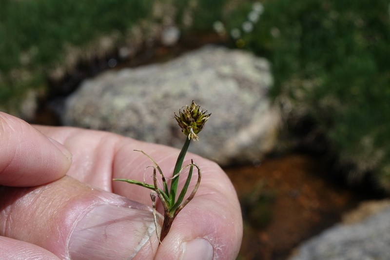 Coastal Sand Sedge photo 6