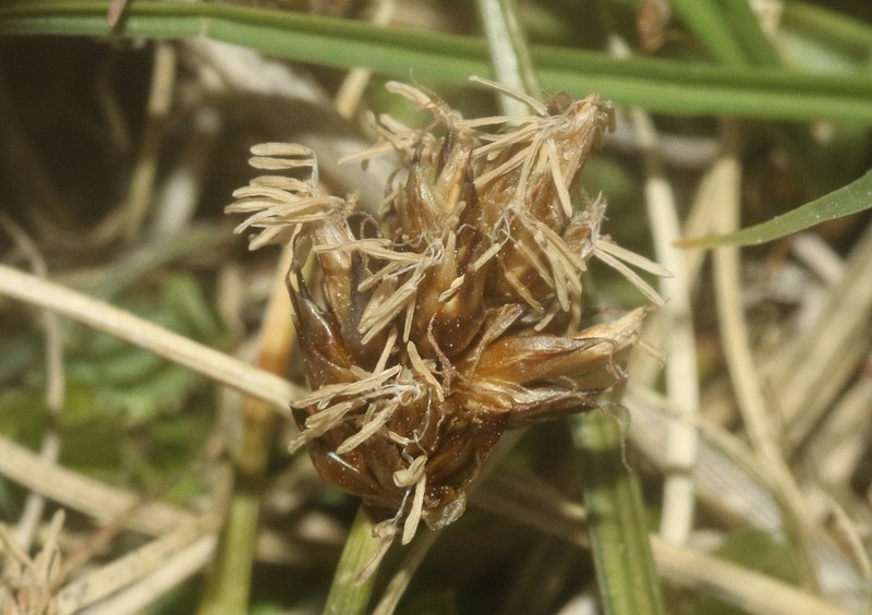 Coastal Sand Sedge photo 7