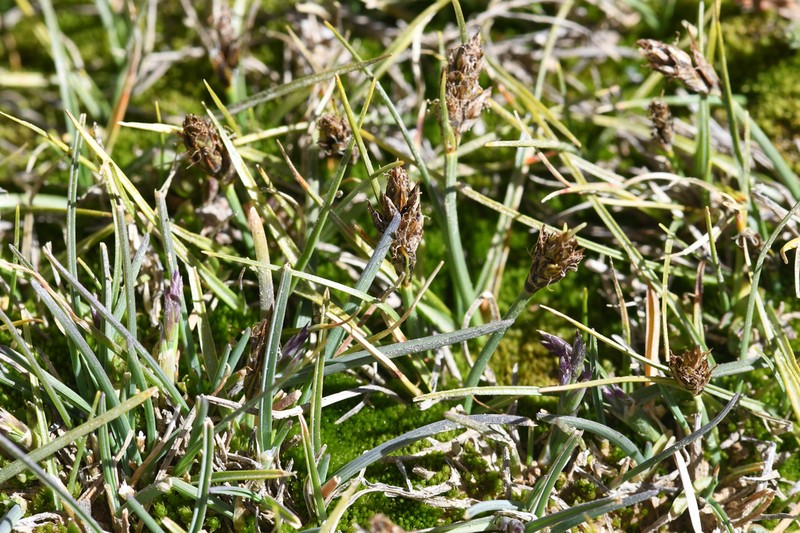 Coastal Sand Sedge photo 8