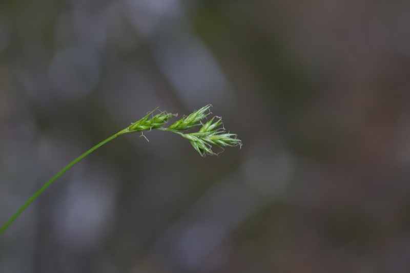 Weak-Nerved Sedge photo 2
