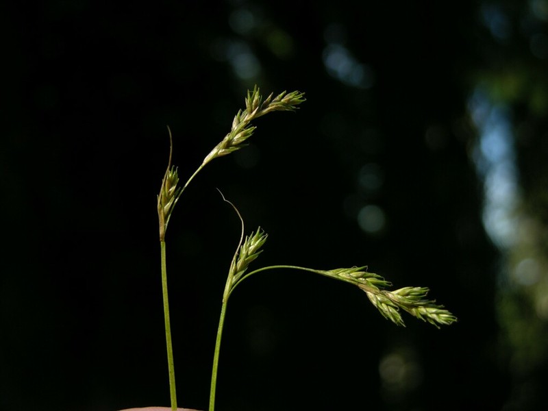 Weak-Nerved Sedge photo 3