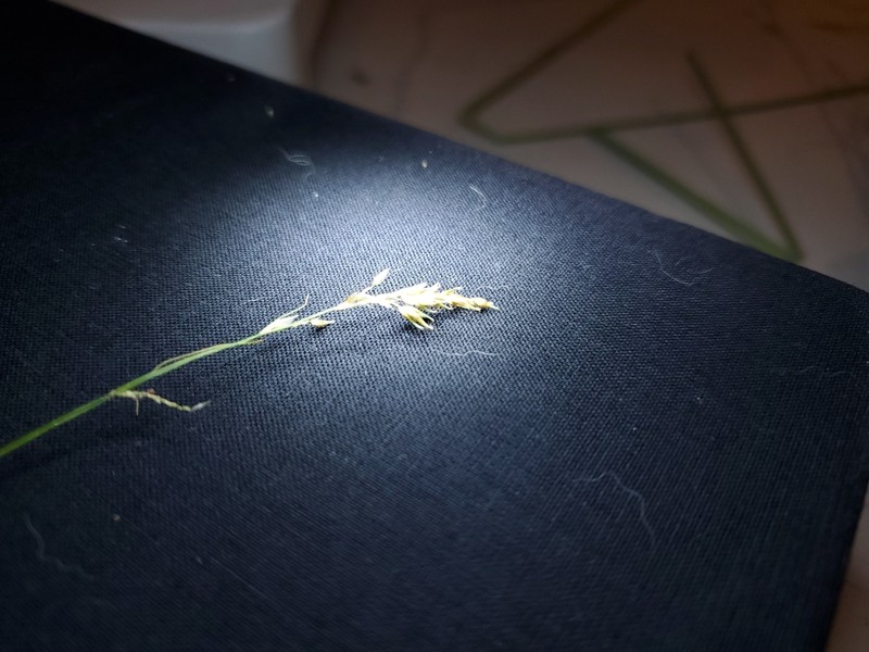 Weak-Nerved Sedge photo 4