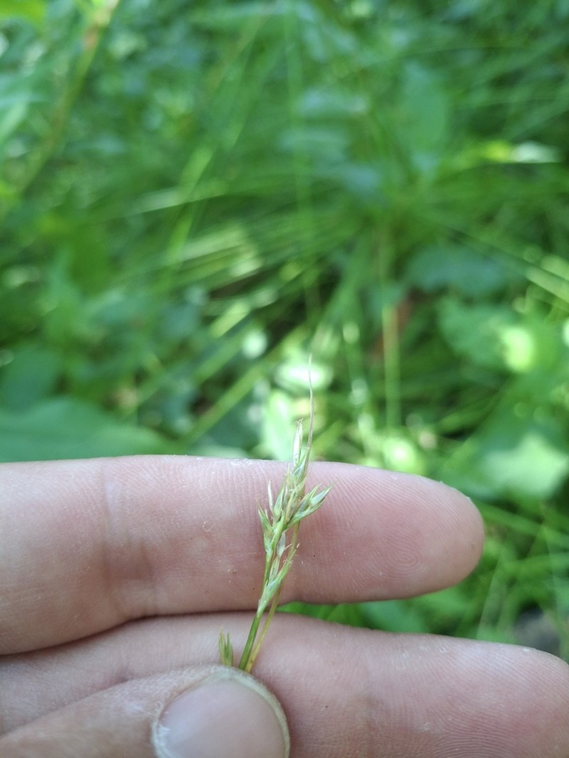 Weak-Nerved Sedge photo 5