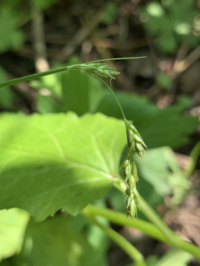 Weak-Nerved Sedge photo 6