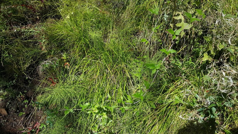 Weak-Nerved Sedge photo 7