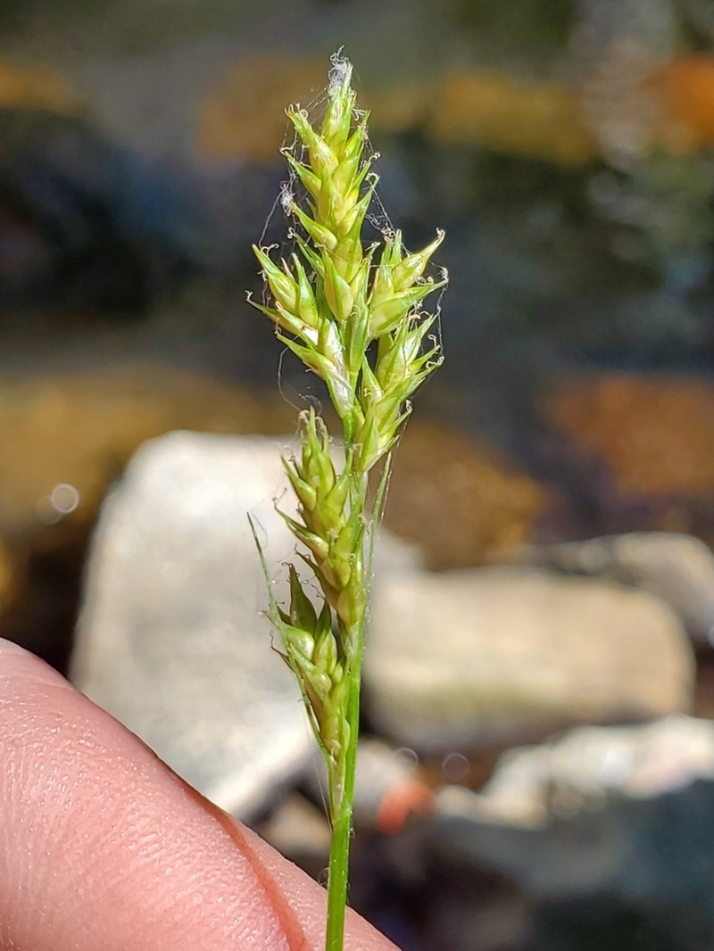 Weak-Nerved Sedge photo 8