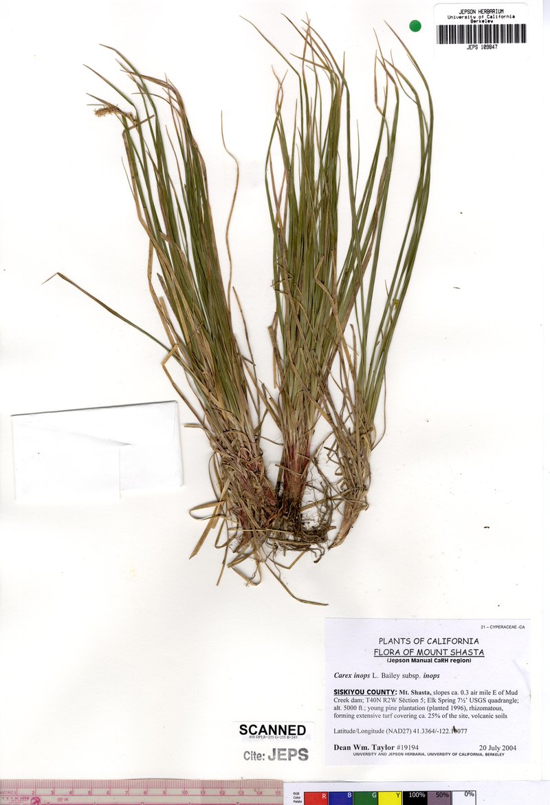 Long-Stolon Sedge