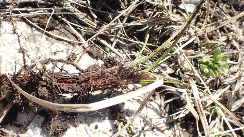 Long-Stolon Sedge photo 3