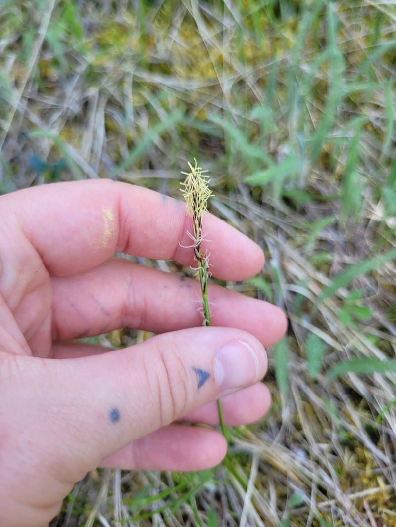 Long-Stolon Sedge photo 4
