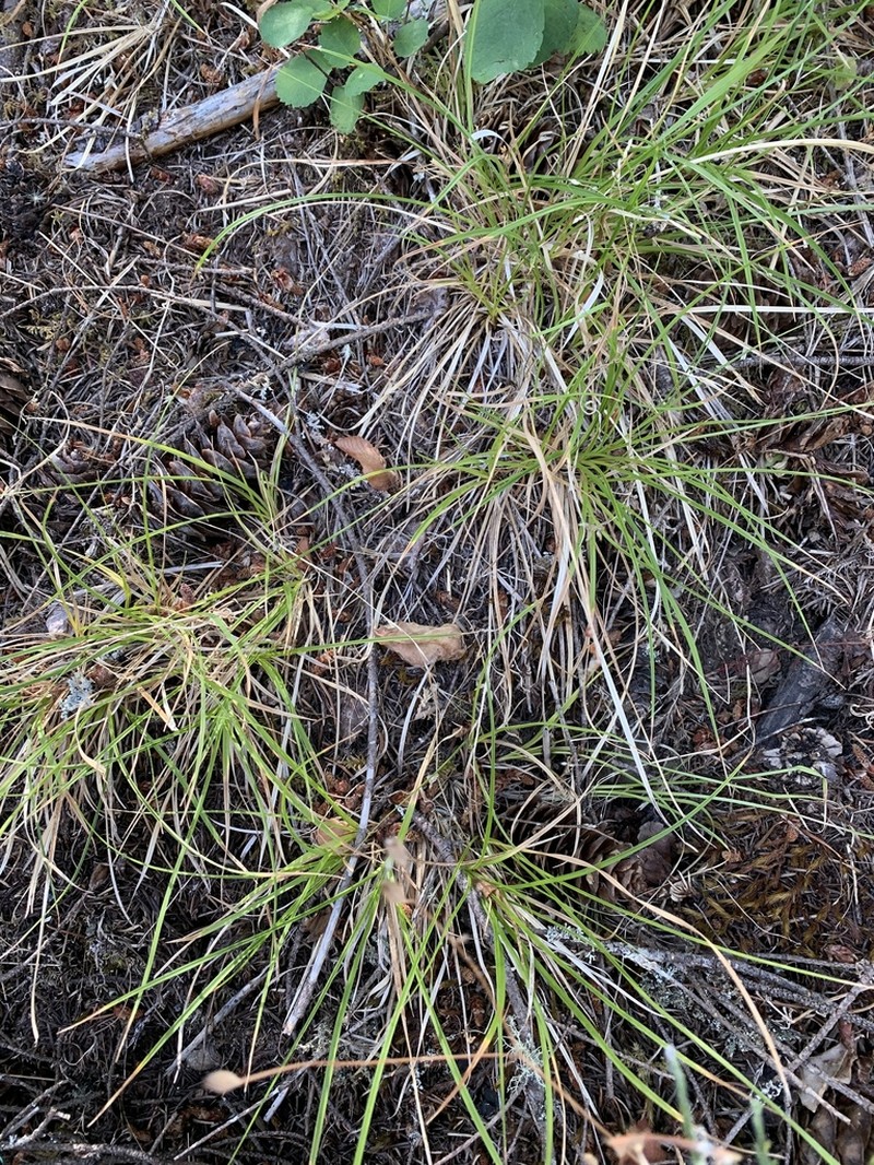 Long-Stolon Sedge photo 5