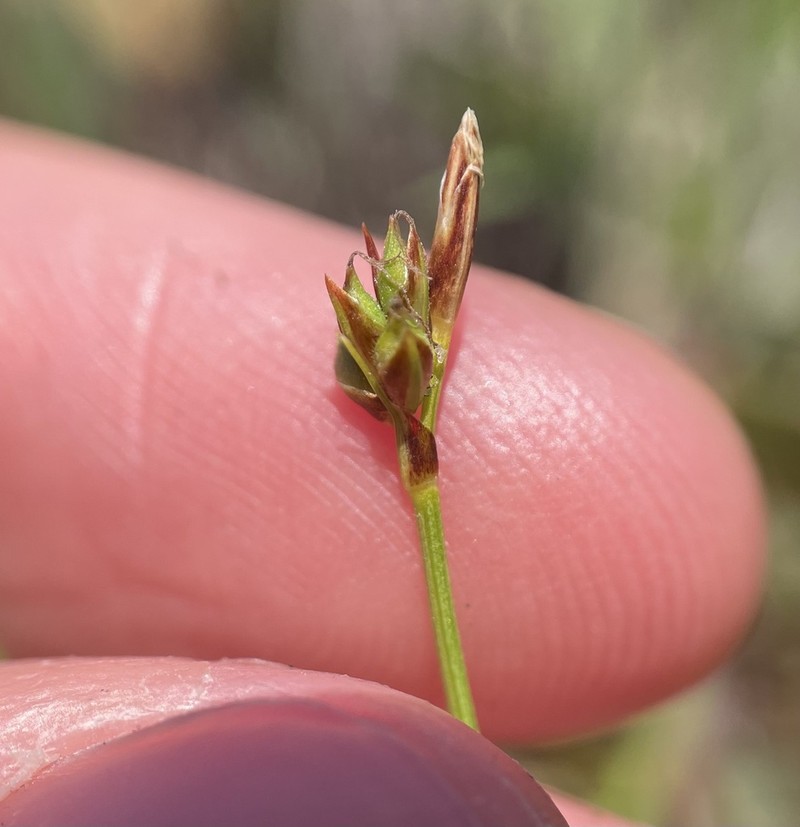 Long-Stolon Sedge photo 6