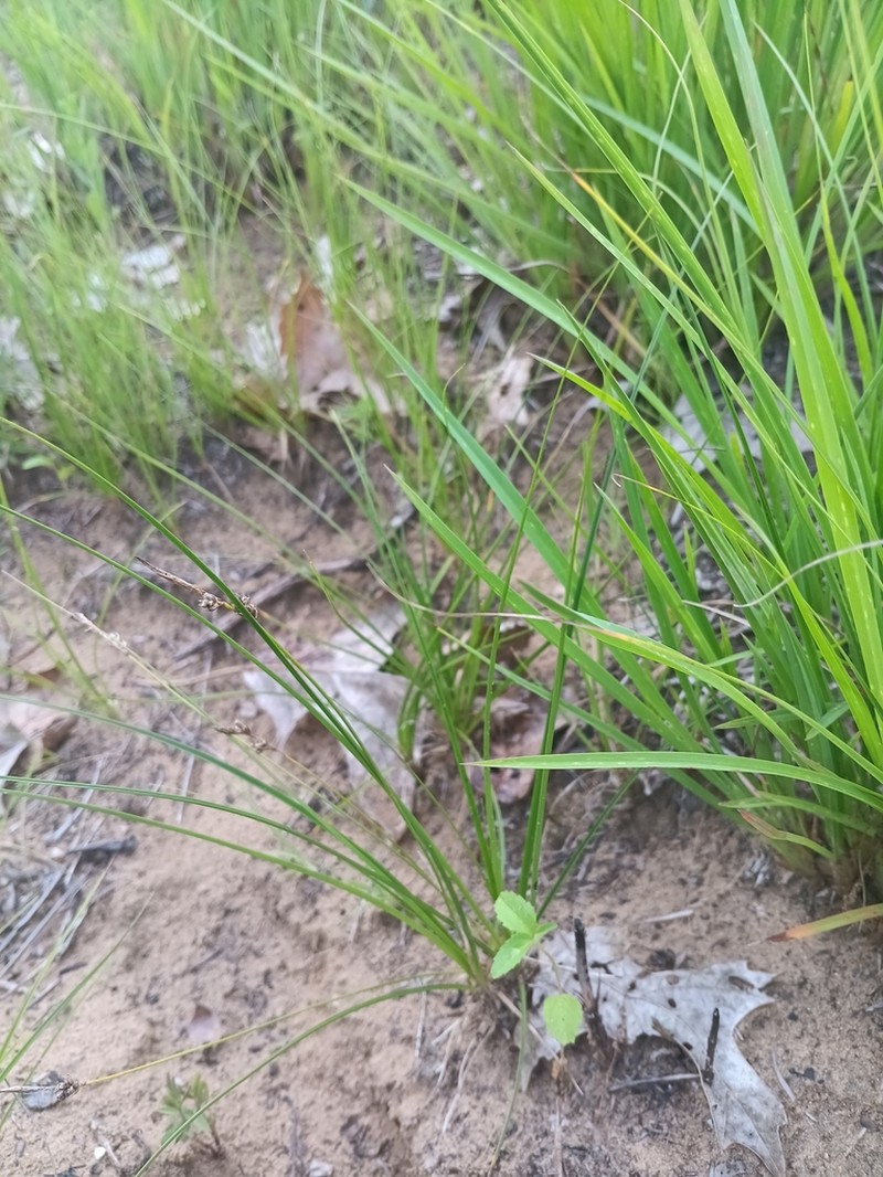 Long-Stolon Sedge photo 7