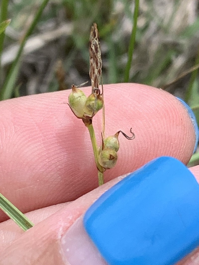 Long-Stolon Sedge photo 8