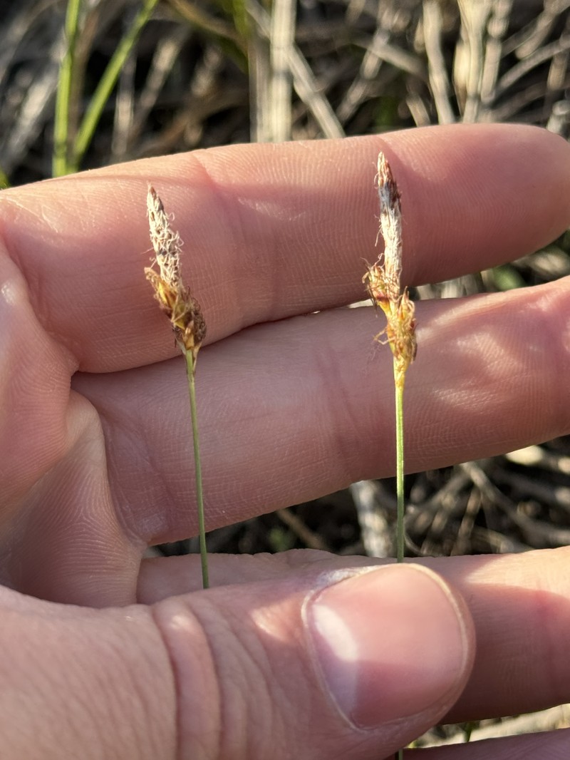 Carex inops subsp. heliophila