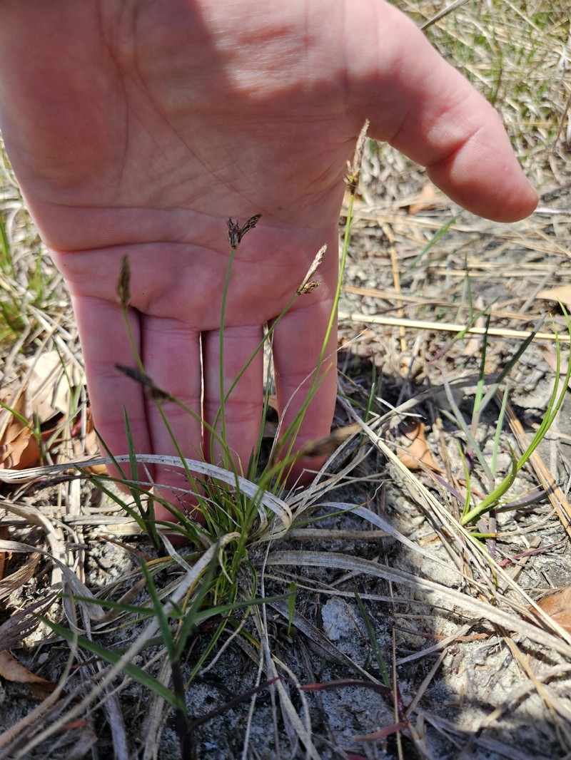 Carex inops subsp. heliophila photo 2