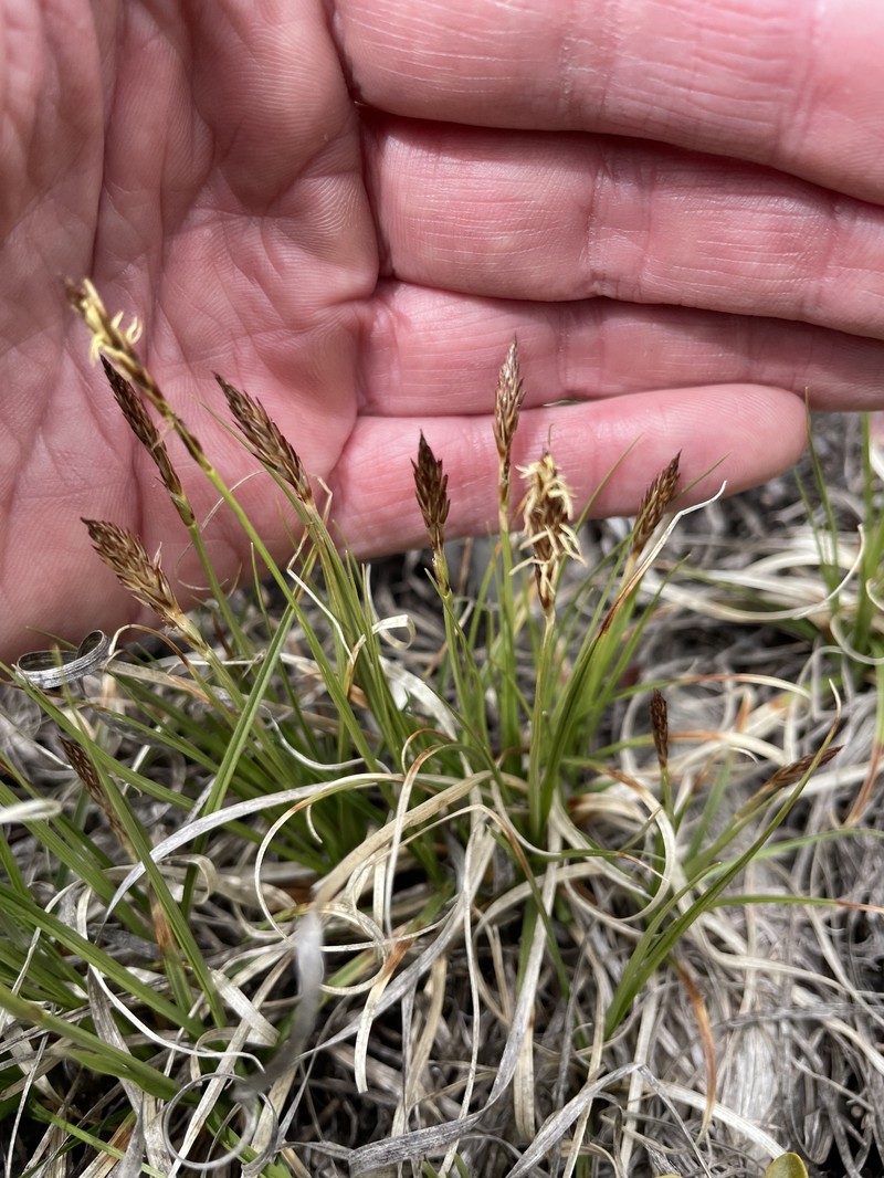 Carex inops subsp. heliophila photo 3