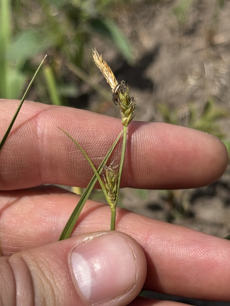 Carex inops subsp. heliophila photo 4