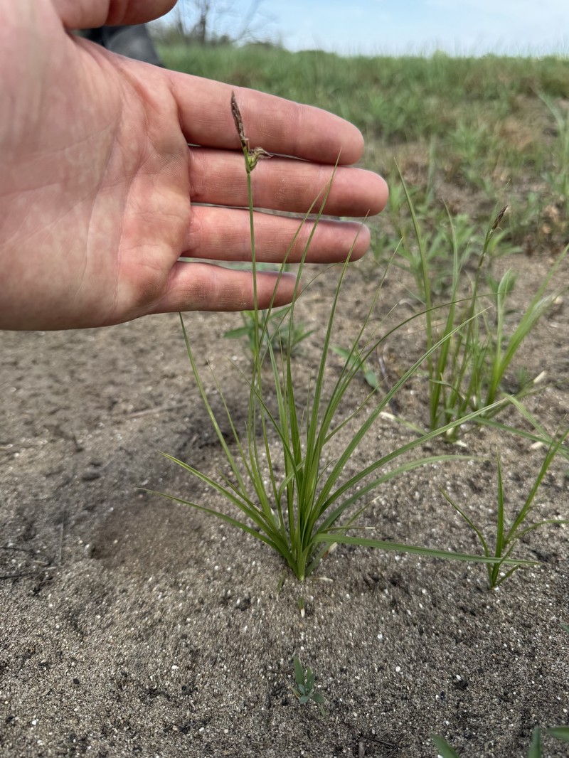 Carex inops subsp. heliophila photo 5