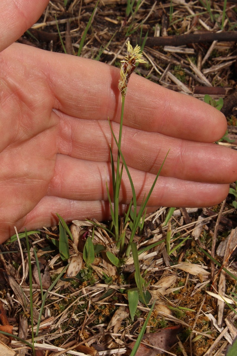 Carex inops subsp. heliophila photo 6