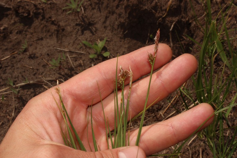 Carex inops subsp. heliophila photo 7
