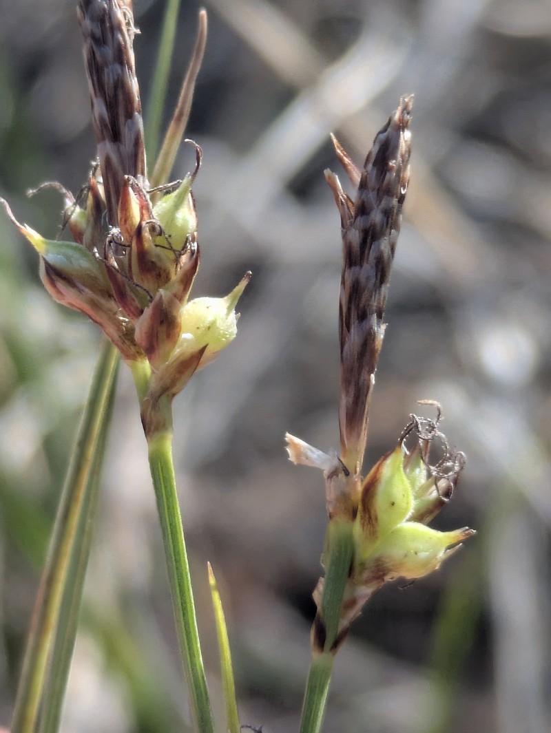 Carex inops subsp. heliophila photo 8
