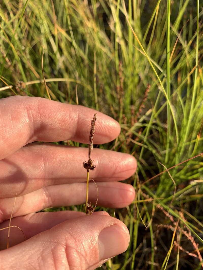Carex inops subsp. inops