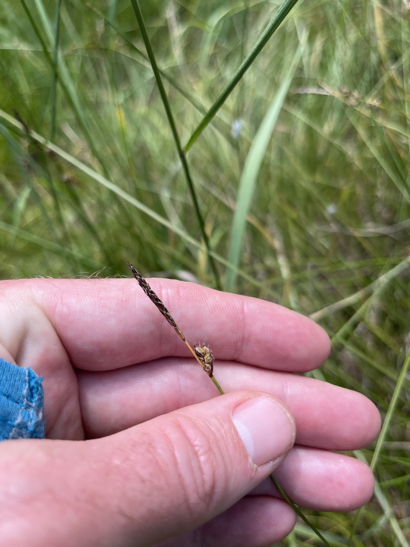 Carex inops subsp. inops photo 2