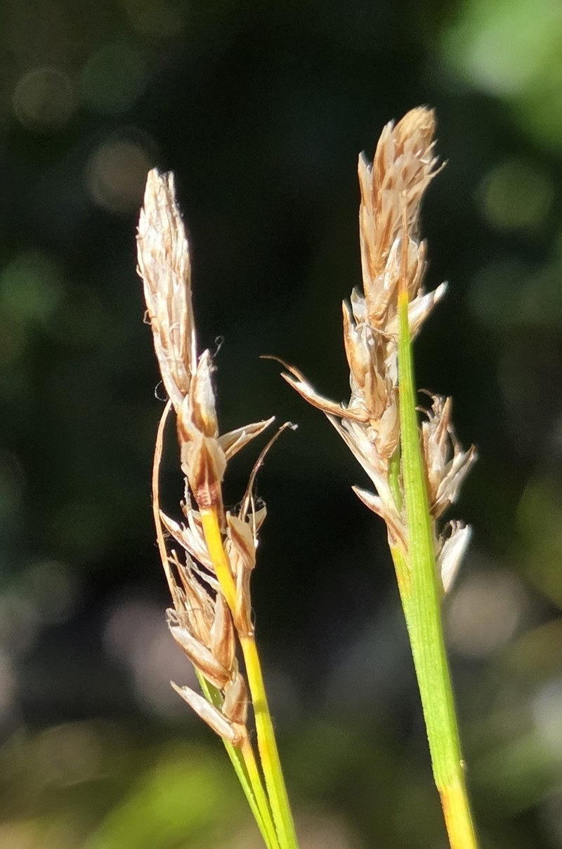 Carex inops subsp. inops photo 3
