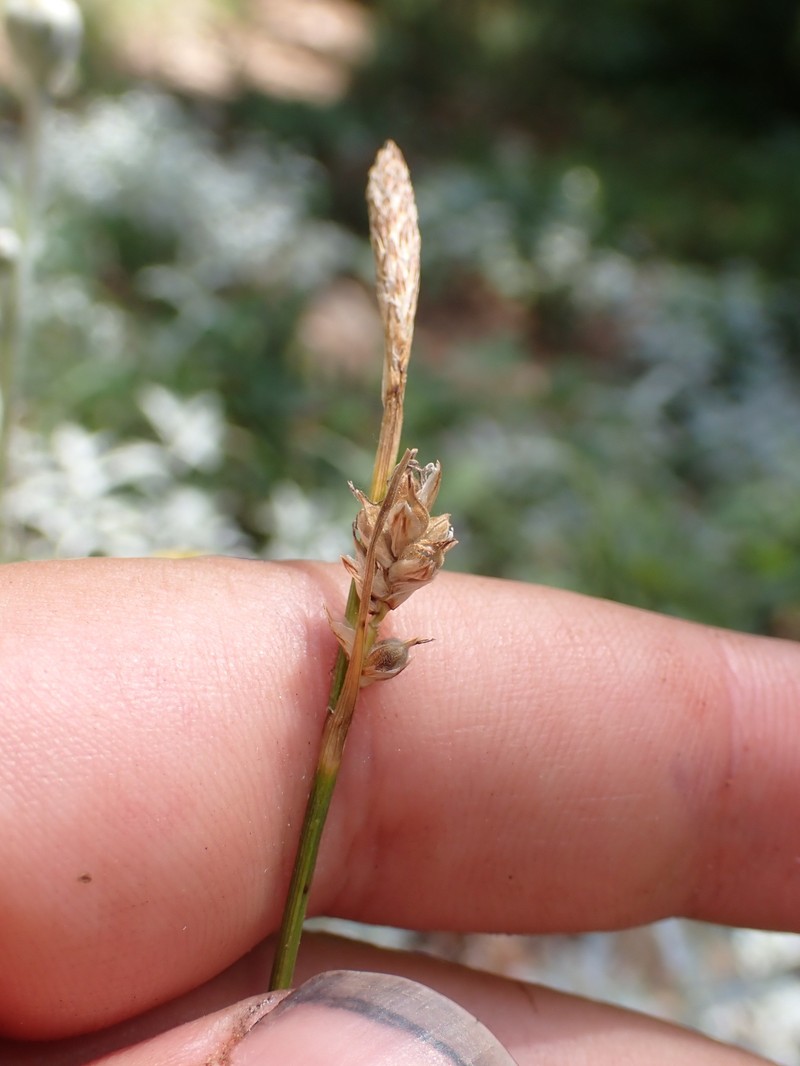 Carex inops subsp. inops photo 4