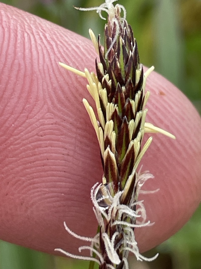 Carex inops subsp. inops photo 5
