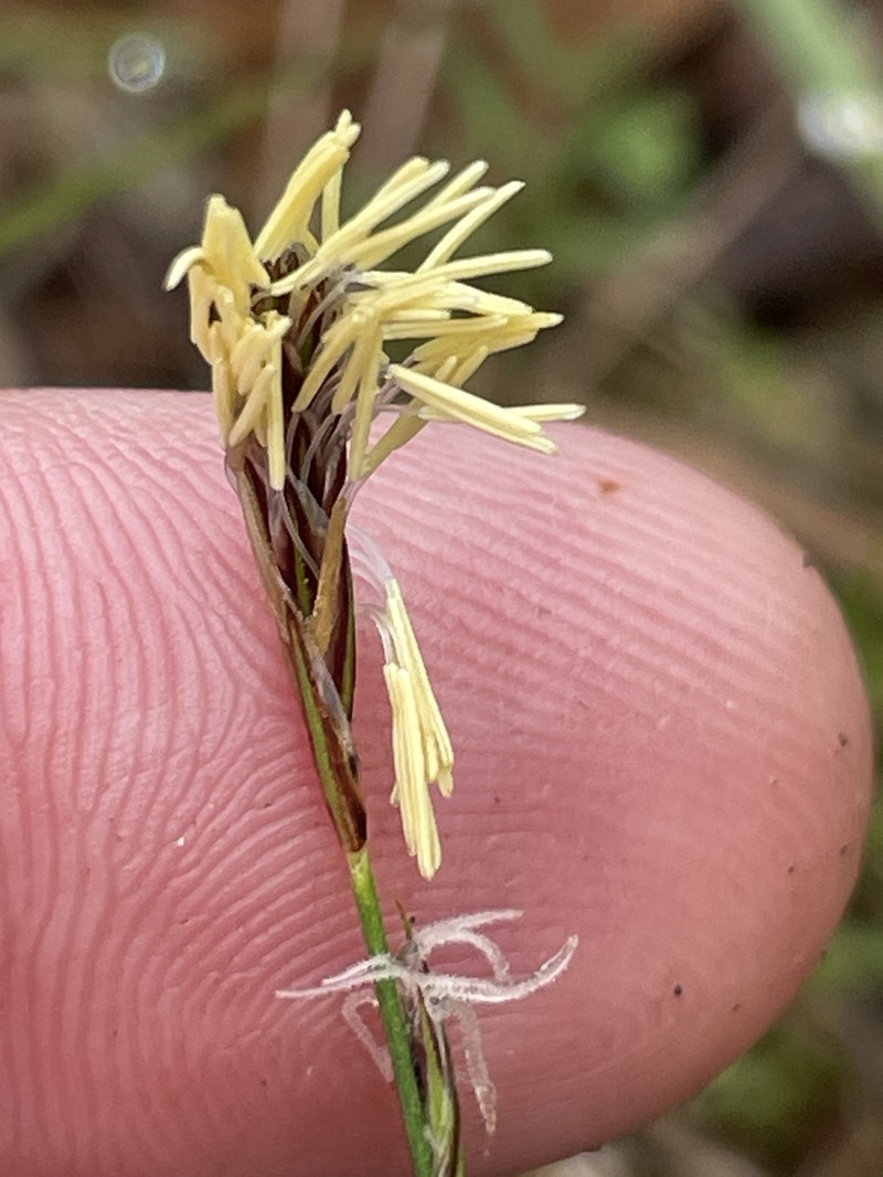 Carex inops subsp. inops photo 6