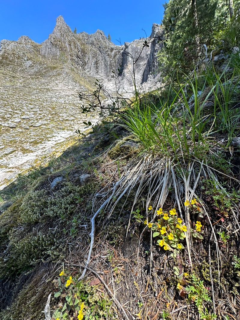 Carex inops subsp. inops photo 7