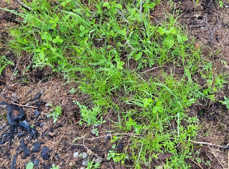 Carex inops subsp. inops photo 8
