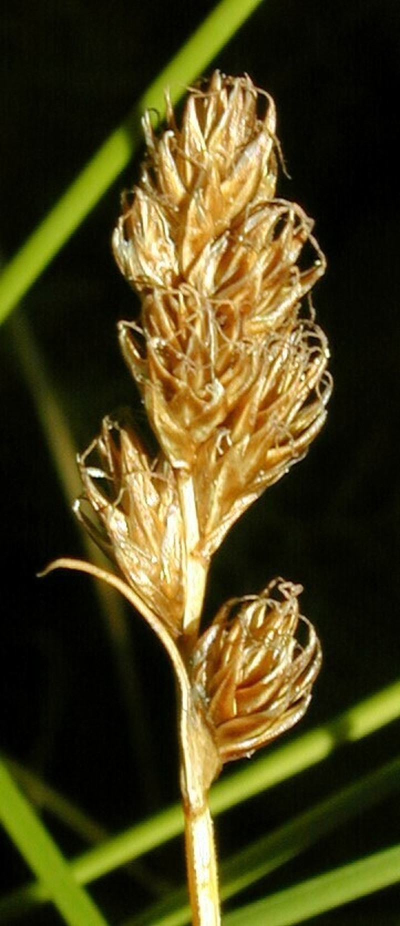 Smoothbeak Sedge photo 2