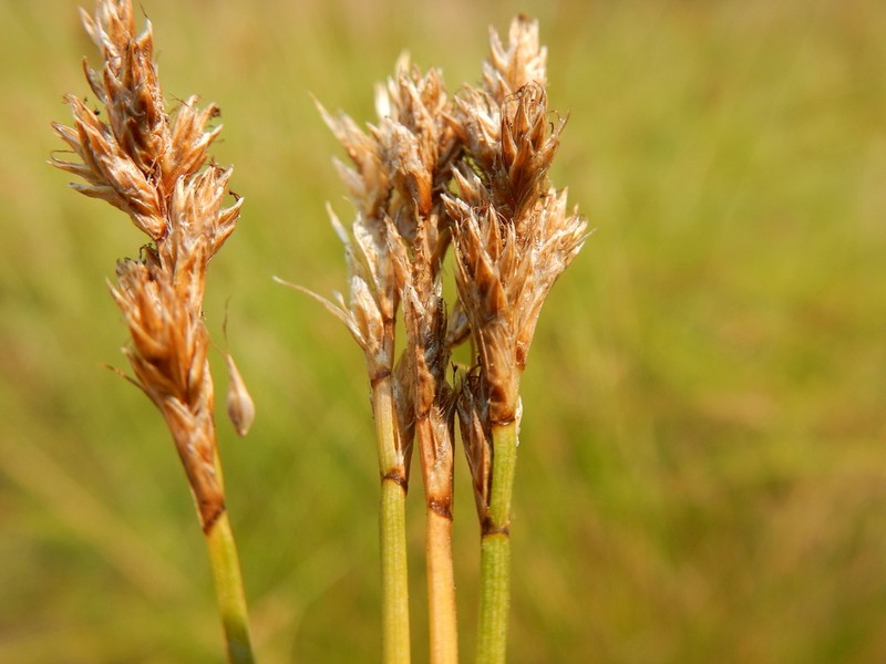 Smoothbeak Sedge photo 3