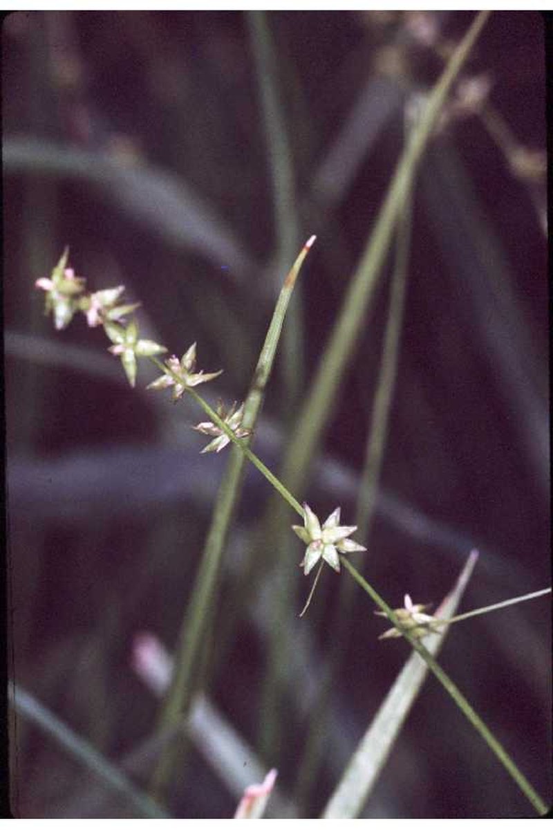 Inland Sedge