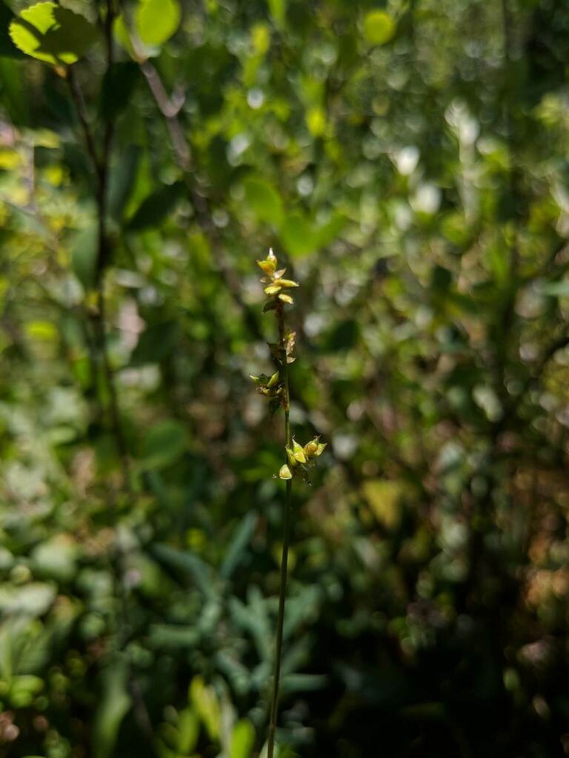 Inland Sedge photo 3