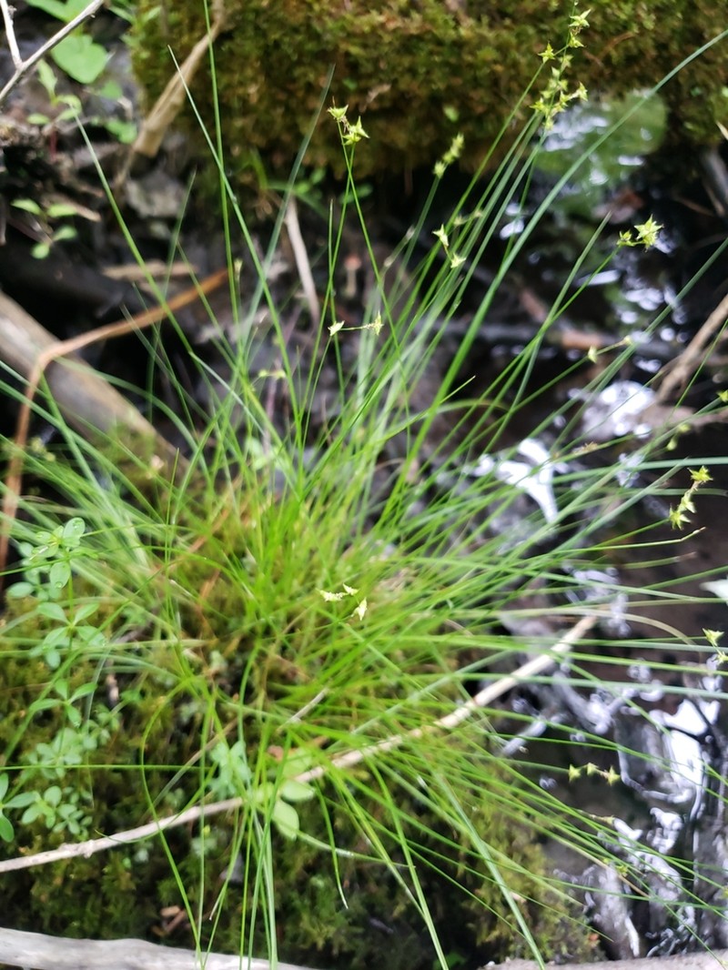 Inland Sedge photo 4