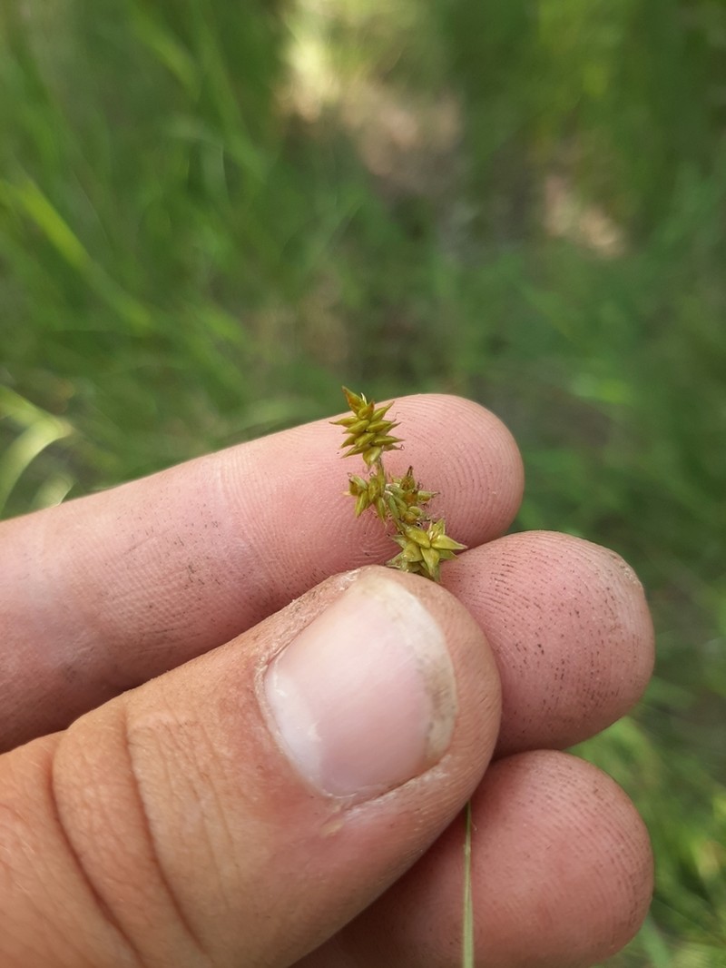 Inland Sedge photo 5