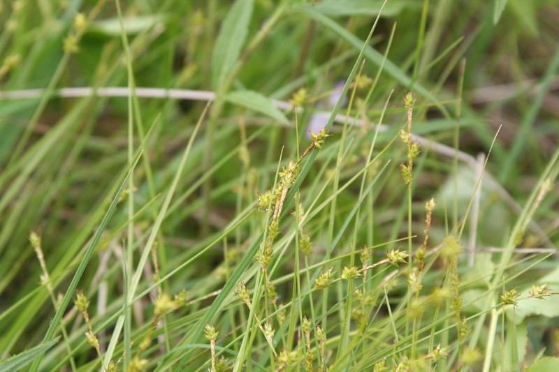 Inland Sedge photo 6